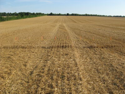 Champ de blé après moisson, Montardoise (2010)