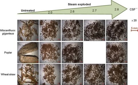 Biomasse explosée à la vapeur