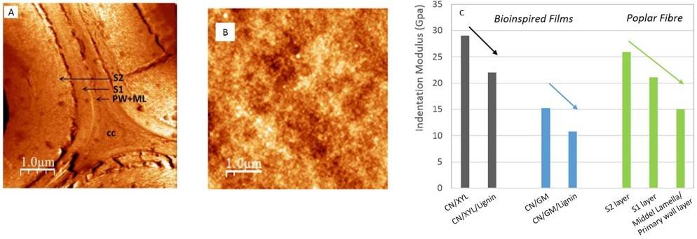 AFM of cell wall