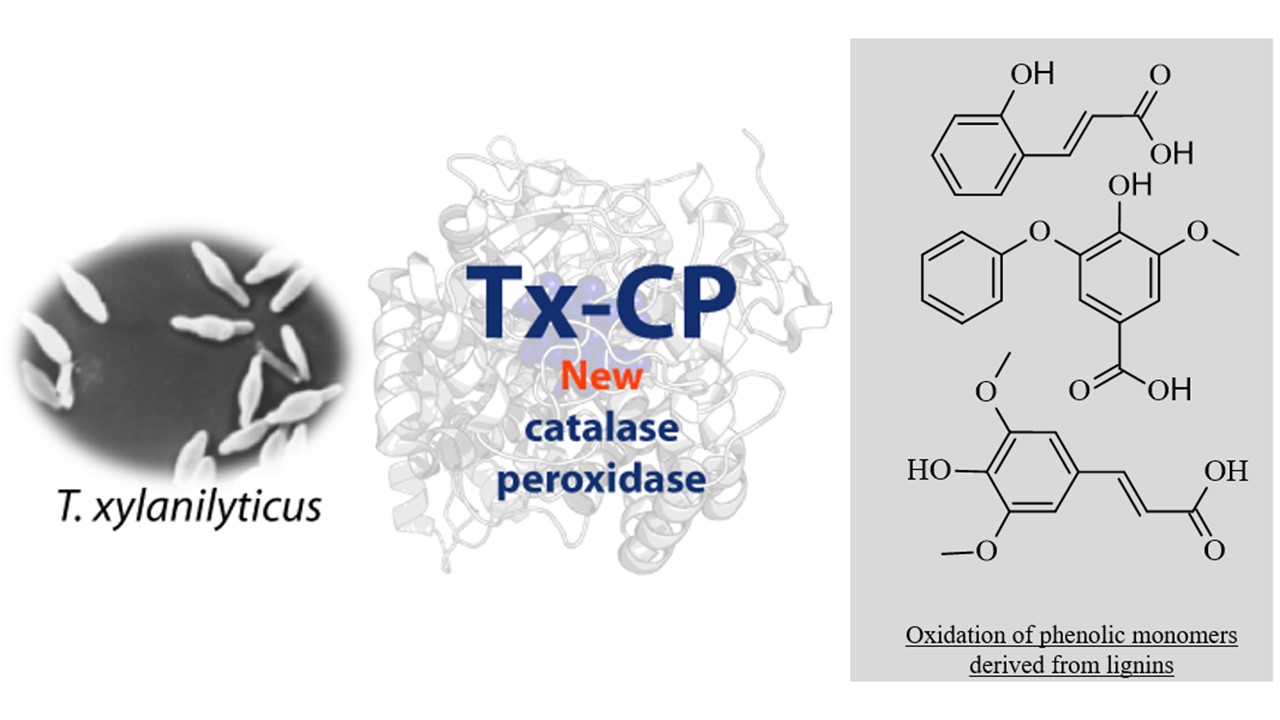 03 janvier 2023 - Identification et caractérisation d'une nouvelle catalase-peroxydase bactérienne 